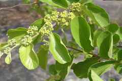Ziziphus xylopyrus